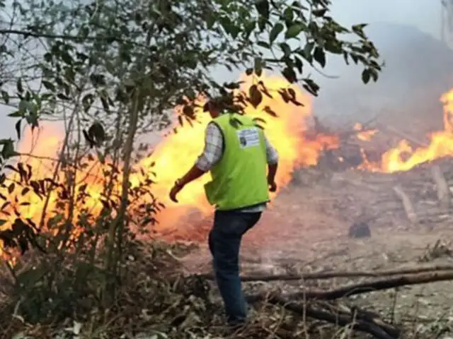 Lambayeque: Plantarán mil cedros en Cañaris tras los incendios forestales
