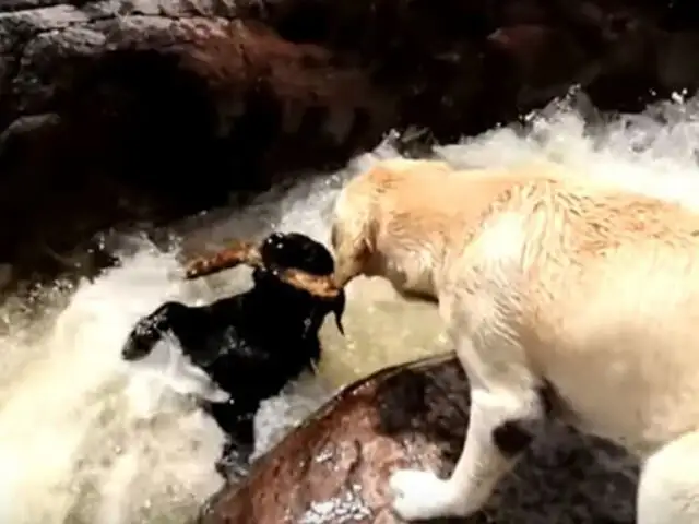 Corriente de río arrastra a un perro y otro le salva la vida