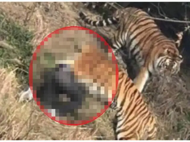 VIDEO: tigres atacan y matan a un turista en un zoológico de China