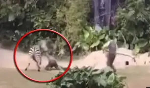 China: cebra ataca salvajemente a empleado de zoológico