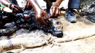 India: rescatan a perrita atrapada dentro de un barril con brea