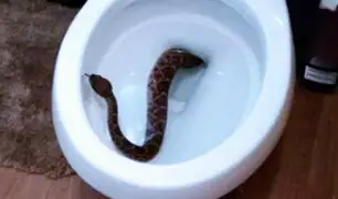 EEUU: familia encuentra serpientes cascabel en el inodoro de su casa