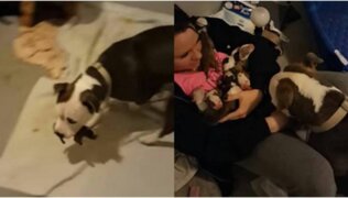 Adorable: pitbull regala sus cachorros recién nacidos a la mujer que lo adoptó