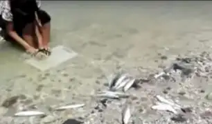 Piura: cientos de peces aparecen muertos a lo largo de seis kilómetros de playa