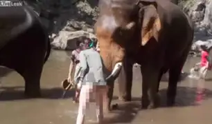 Impactantes imágenes: elefante furioso lanza a turista por los aires
