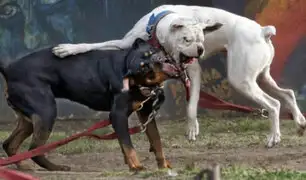 Perros rottweilers atacan y matan a sujeto que entró a robar a empresa