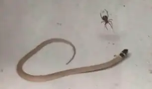 VIDEO: araña viuda negra atrapó y mató a una serpiente venenosa