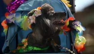 Perros con coloridos disfraces celebran su propio carnaval en Río de Janeiro