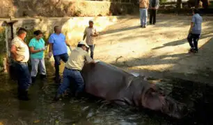 Pandilleros ingresan a zoológico y matan a palazos a hipopótamo