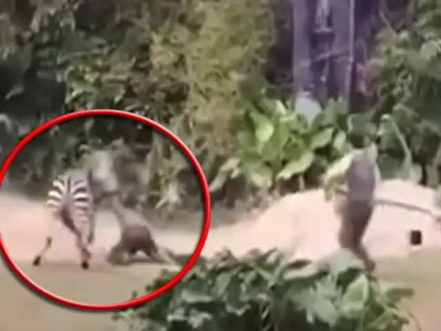 China: cebra ataca salvajemente a empleado de zoológico