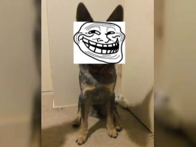 Twitter: ¿Este perro ha aprendido a estafar a la gente con su ‘discapacidad’? [VIDEO]