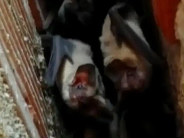 Reportan aumento de presencia de murciélagos en La Molina, San Isidro, Surco y Miraflores