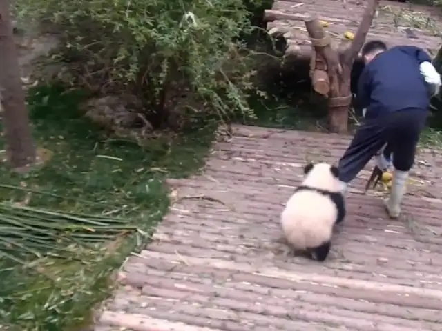 Conoce al oso panda demasiado cariñoso que exige caricias a su cuidador