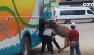 VIDEO: introducen a la fuerza un burro en bus de pasajeros