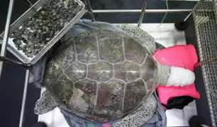 VIDEO: extraen casi mil monedas del estómago de una tortuga marina