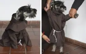 Fray Bigotón, el perro abandonado que fue adoptado por franciscanos en Bolivia