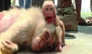 VIDEO: mono bebé llora desconsolado ante su madre atropellada