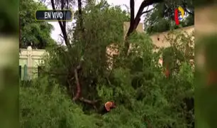 Emergencia en Piura: hombre muere al caer árbol tras constantes lluvias