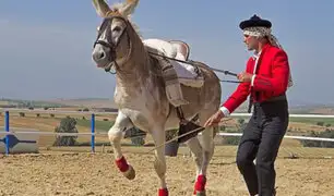 España: conozca a “Caramelo” el burro que se cree caballo