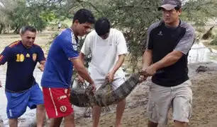 Lambayeque: recapturan a un cocodrilo y tres caimanes que escaparon en Jayanca