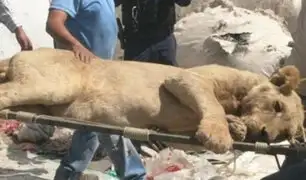 México: capturan a león que desató pánico en Zapopan