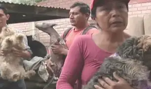 Huarochirí: mujer junto a su familia adoptó a más de 70 perros