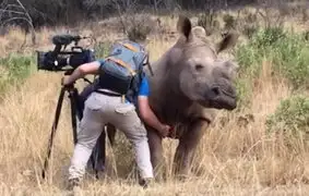 Insólito: rinoceronte ‘pide’ a un camarógrafo que le rasque la panza