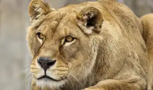 Leona asecha a turistas y desata pánico en zoológico de México