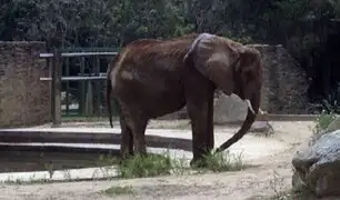 Venezuela: zoológico rechaza ayuda para elefanta desnutrida