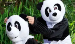 ‘Panda Style’: Una página XXX quiere salvar a los pandas con la campaña más disparatada