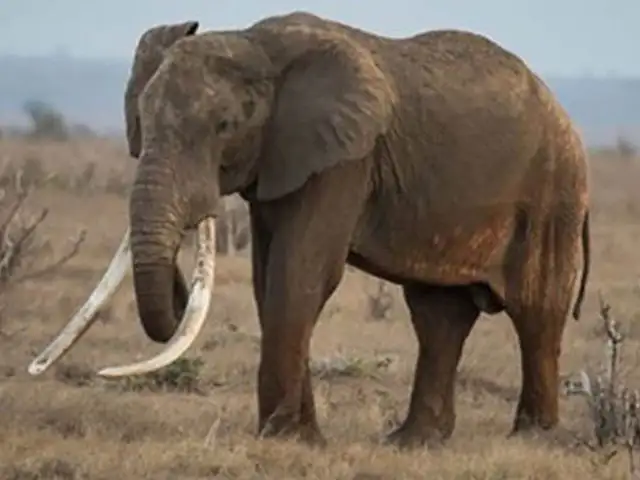 FOTOS: matan a elefante más longevo de África para robarle sus colmillos