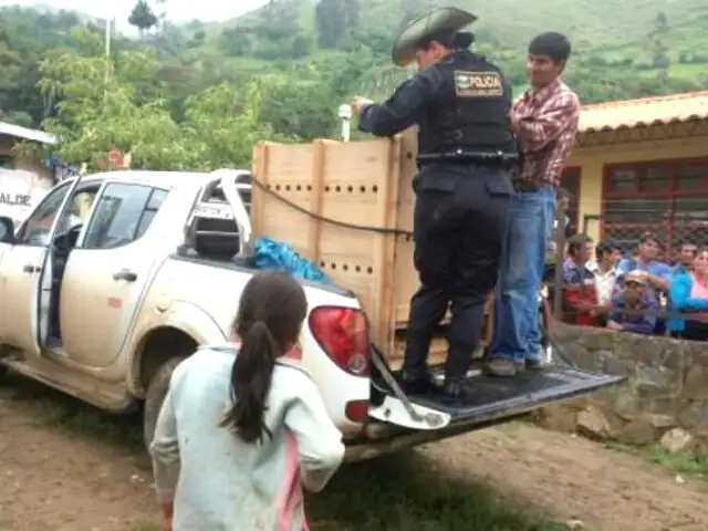 Cajamarca: rescatan del cautiverio a una osa de anteojos