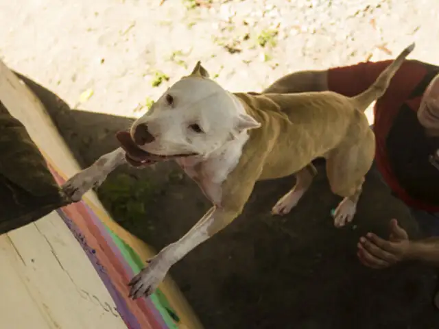 México: perro pitbull sorprende trepando árboles y muros