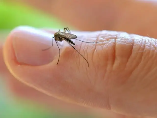 ALERTA: Confirman 7 casos de zika y 274 de dengue en la región Ica