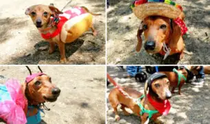 México: se celebró el Día Nacional del Perro Salchicha