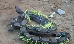 Una serpiente quedó así,  tras atacar a un puercoespín