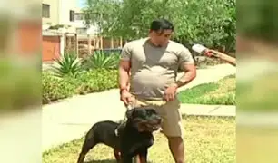 Chorrillos: denuncian que vecino acuchilló y mató a perra rottweiler