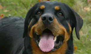 Perro Rottweiler ataque partes genitales de menor de 7 años