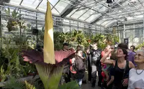 Evento de la ''Flor Apestosa'' atrajo a miles de visitantes en Bélgica