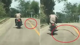 Terrorífico: motociclista esquiva letal ataque de serpiente en plena carretera