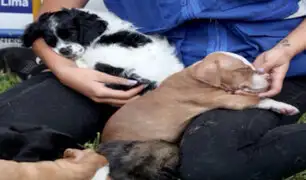 MML: ponen en adopción cachorros rescatados en operativo contra venta ilegal de animales