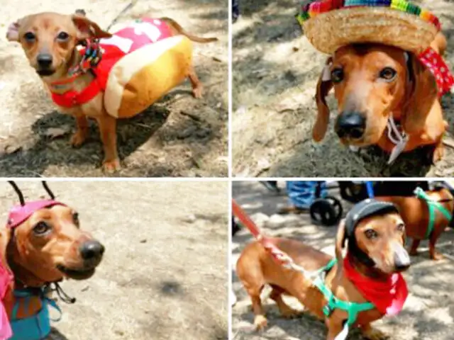 México: se celebró el Día Nacional del Perro Salchicha