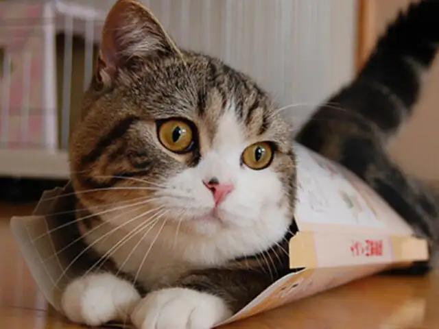 Gato llamado “Maru”, es el animal más visto de la historia de YouTube