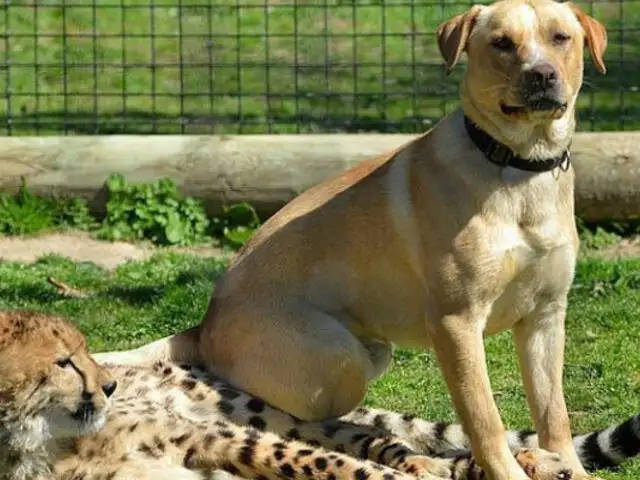 Curiosa amistad entre un perro y un guepardo que son inseparables