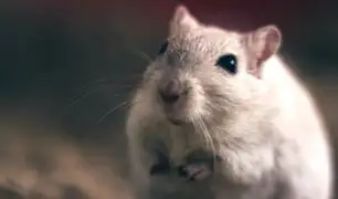 Realizan el primer trasplante exitoso de cabeza en una rata