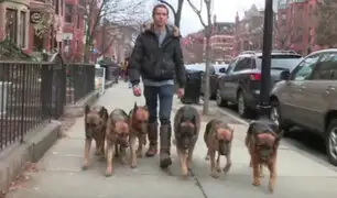 Perros pasean sin correa con su adiestrador por calles de Boston