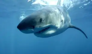 Actriz porno fue atacada por tiburón durante grabación de un comercial