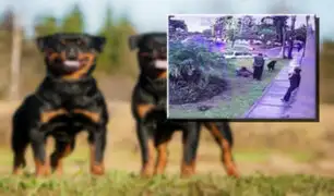 Chorrillos: denuncian que rottweilers ya habían atacado antes a otro perro