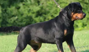 La Molina: cámaras registraron otro caso de ataque de un perro rottweiler