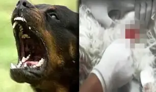 Se registró otro ataque de rottweiler a pequeño perro en La Molina